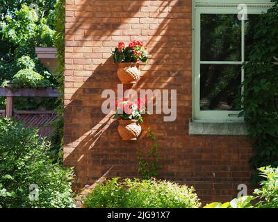 Pots de plantes en argile plantés décoratifs fixés sur le côté d'une maison en briques en été à Ottawa, Ontario, Canada. Banque D'Images
