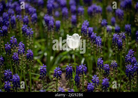 tulipes en tons pastel corail sur fond flou Banque D'Images