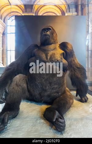 Angleterre, Londres, South Kensington, Musée d'histoire naturelle, exposition de Guy le Gorilla, ancien résident le plus aimé du zoo de Londres Banque D'Images