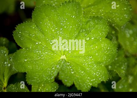 plante de la vierge - feuille verte avec gouttes d'eau ou gouttes de pluie Banque D'Images