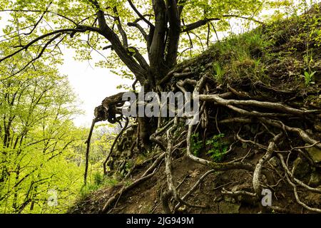 Europe, Pologne, Basse-Silésie, gorge de Mysliborski près de Jawor Banque D'Images