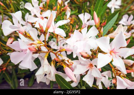 Oléander à fleurs, oléander à Nerium, île d'Elbe, Banque D'Images