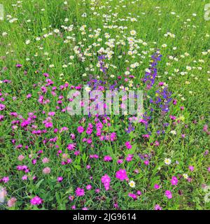 Prairie de fleurs, sauge de prairie, pâquerettes, œillets Banque D'Images