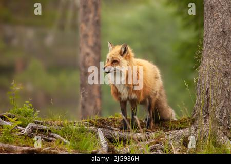 Renard roux dans une forêt avec des arbres en arrière-plan. Animal à fourrure marchant et cherchant une proie. Lumière du jour et journée nuageux dans une forêt. Banque D'Images