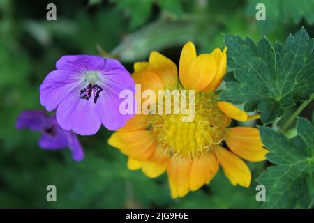 fleurs violettes et jaunes sur fond vert Banque D'Images