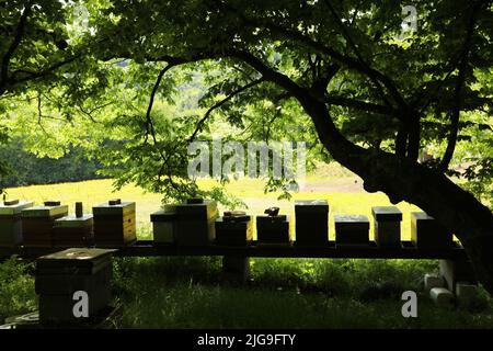 Ruche dans la nature, ruche des abeilles dans un jardin verdoyant Banque D'Images