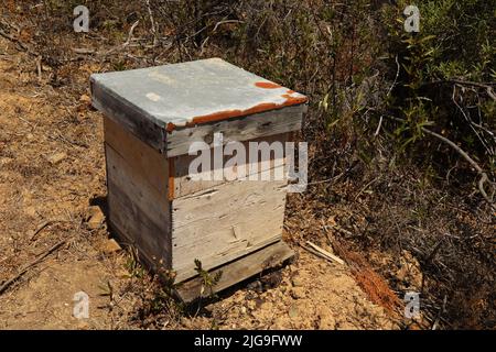 Ruche dans la nature, ruche des abeilles dans un jardin verdoyant Banque D'Images