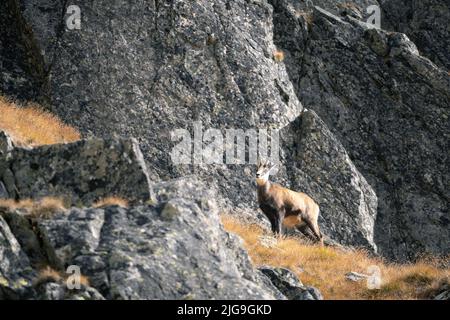 Chamois alpins debout au milieu des rochers dans son habitat naturel à l'automne, Slovaquie, Europe Banque D'Images