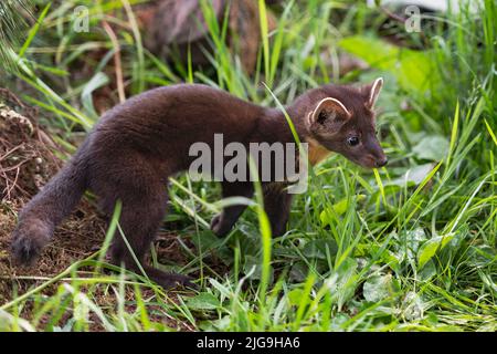 American Pine Marten (Martes americana) Kit se tient dans les herbes regardant à droite été - animal captif Banque D'Images