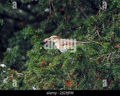 Redwing (Turdus iliacus) une muguet d'hiver migrant au Royaume-Uni se nourrissant de baies de l'arbre de Yew de churchyard (Taxus baccata) Cumbria, Angleterre Banque D'Images