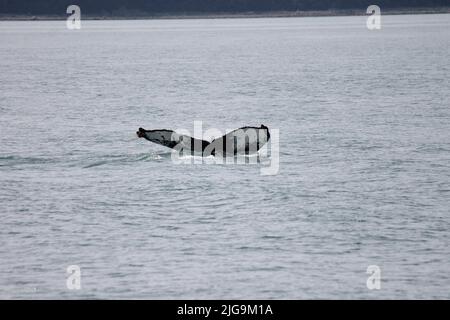 Baleines à bosse à Juneau, Alaska, États-Unis Banque D'Images