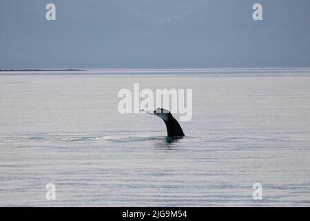 Observation des baleines à Juneau, Alaska, États-Unis Banque D'Images