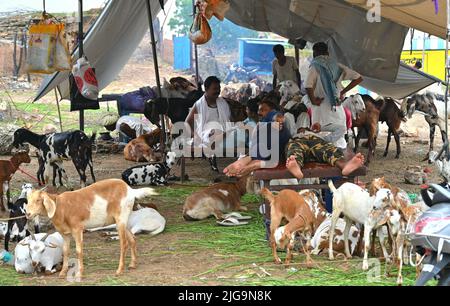 Ajmer, Rajasthan, Inde. 4th juillet 2022. Les vendeurs de chèvre sur un marché du bétail Bakra Mandi avant le festival 'Eid al-Adha' à Ajmer. (Credit image: © Shaukat Ahmed/Pacific Press via ZUMA Press Wire) Banque D'Images