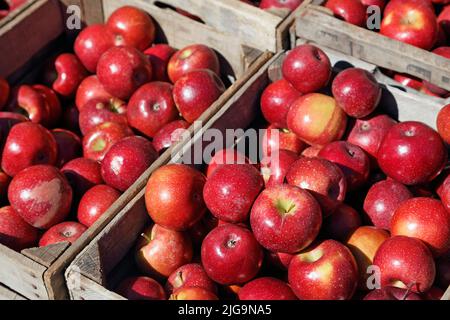 Pommes Rome Beauty récoltées dans des caisses en bois à l'automne Banque D'Images