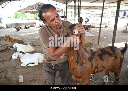 Ajmer, Rajasthan, Inde. 4th juillet 2022. Les vendeurs de chèvre sur un marché du bétail Bakra Mandi avant le festival 'Eid al-Adha' à Ajmer. (Credit image: © Shaukat Ahmed/Pacific Press via ZUMA Press Wire) Banque D'Images