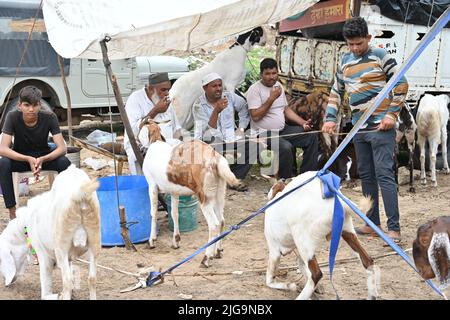 Ajmer, Rajasthan, Inde. 4th juillet 2022. Les vendeurs de chèvre sur un marché du bétail Bakra Mandi avant le festival 'Eid al-Adha' à Ajmer. (Credit image: © Shaukat Ahmed/Pacific Press via ZUMA Press Wire) Banque D'Images