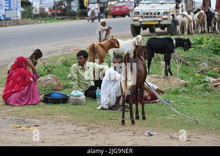 Ajmer, Rajasthan, Inde. 4th juillet 2022. Les vendeurs de chèvre sur un marché du bétail Bakra Mandi avant le festival 'Eid al-Adha' à Ajmer. (Credit image: © Shaukat Ahmed/Pacific Press via ZUMA Press Wire) Banque D'Images