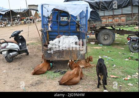 Ajmer, Rajasthan, Inde. 4th juillet 2022. Les vendeurs de chèvre sur un marché du bétail Bakra Mandi avant le festival 'Eid al-Adha' à Ajmer. (Credit image: © Shaukat Ahmed/Pacific Press via ZUMA Press Wire) Banque D'Images