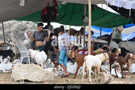 Ajmer, Rajasthan, Inde. 4th juillet 2022. Les vendeurs de chèvre sur un marché du bétail Bakra Mandi avant le festival 'Eid al-Adha' à Ajmer. (Credit image: © Shaukat Ahmed/Pacific Press via ZUMA Press Wire) Banque D'Images