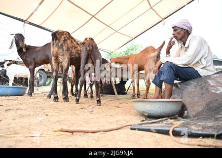 Ajmer, Rajasthan, Inde. 4th juillet 2022. Les vendeurs de chèvre sur un marché du bétail Bakra Mandi avant le festival 'Eid al-Adha' à Ajmer. (Credit image: © Shaukat Ahmed/Pacific Press via ZUMA Press Wire) Banque D'Images