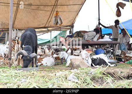 Ajmer, Rajasthan, Inde. 4th juillet 2022. Les vendeurs de chèvre sur un marché du bétail Bakra Mandi avant le festival 'Eid al-Adha' à Ajmer. (Credit image: © Shaukat Ahmed/Pacific Press via ZUMA Press Wire) Banque D'Images