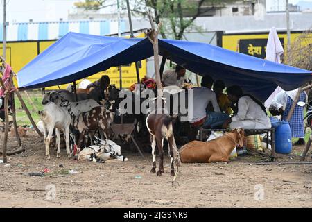 Ajmer, Rajasthan, Inde. 4th juillet 2022. Les vendeurs de chèvre sur un marché du bétail Bakra Mandi avant le festival 'Eid al-Adha' à Ajmer. (Credit image: © Shaukat Ahmed/Pacific Press via ZUMA Press Wire) Banque D'Images