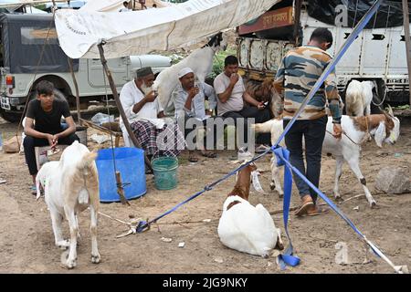 Ajmer, Rajasthan, Inde. 4th juillet 2022. Les vendeurs de chèvre sur un marché du bétail Bakra Mandi avant le festival 'Eid al-Adha' à Ajmer. (Credit image: © Shaukat Ahmed/Pacific Press via ZUMA Press Wire) Banque D'Images