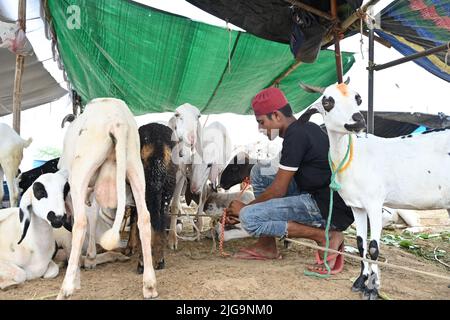 Ajmer, Rajasthan, Inde. 4th juillet 2022. Les vendeurs de chèvre sur un marché du bétail Bakra Mandi avant le festival 'Eid al-Adha' à Ajmer. (Credit image: © Shaukat Ahmed/Pacific Press via ZUMA Press Wire) Banque D'Images