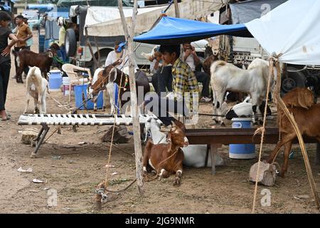 Ajmer, Rajasthan, Inde. 4th juillet 2022. Les vendeurs de chèvre sur un marché du bétail Bakra Mandi avant le festival 'Eid al-Adha' à Ajmer. (Credit image: © Shaukat Ahmed/Pacific Press via ZUMA Press Wire) Banque D'Images