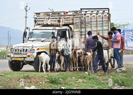 Ajmer, Rajasthan, Inde. 4th juillet 2022. Les vendeurs de chèvre sur un marché du bétail Bakra Mandi avant le festival 'Eid al-Adha' à Ajmer. (Credit image: © Shaukat Ahmed/Pacific Press via ZUMA Press Wire) Banque D'Images