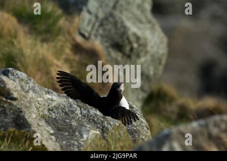 Atlantic Puffin à son lieu de reproduction sur les falaises de l'île de Runde sur la côte ouest de la Norvège dans la mer de Norvège. Banque D'Images