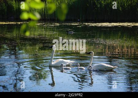 Les cygnes sur le lac. Cygnes avec les oisillons. Swan avec les poussins. La famille cygne muet. Banque D'Images