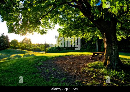 Le soleil du matin brille à travers l'érable dans le parc avec le banc du parc Banque D'Images