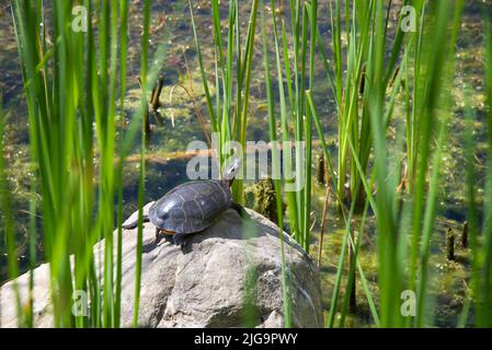 Bain de soleil aux tortues sur un étang Banque D'Images