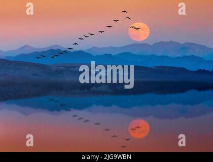 Les oies en migration sont reflétées dans un lac de montagne au coucher du soleil dans cette illustration de 3 jours. Banque D'Images