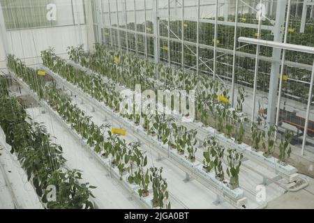 Plantation intérieure de légumes durables Banque D'Images