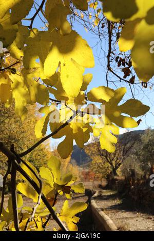 Automne feuilles jaunes sur Blue Sky. Fruits Oaktree. Feuilles vertes. Fruits de la baie d'orange Banque D'Images