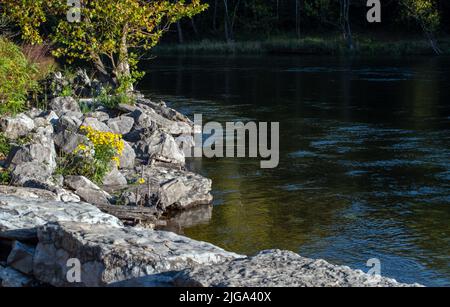 Les jolies fleurs sauvages jaunes donnent une impression de gaieté à cette petite rivière de l'Arkansas. Les gros blocs ajoutent du caractère. Bokeh. Banque D'Images