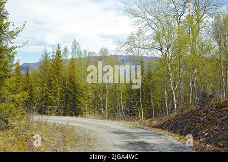 Vue sur une route et une végétation verte menant à une zone isolée dans le Nordland. De grands arbres verts entourant une rue vide à la campagne. Déserté Banque D'Images