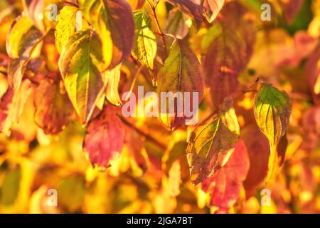 Gros plan des feuilles automnales colorées qui poussent sur les branches des arbres en saison avec espace de copie. Plantes sauvages vertes, jaunes et brunes poussant sur des tiges dans un Banque D'Images