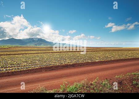 Vue sur le paysage du champ croissant de plantation d'ananas avec ciel bleu, nuages et espace de copie à Oahu, Hawaï, États-Unis. Route de terre menant à travers l'agriculture Banque D'Images