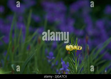 Lys pyrénéens jaunes fleuris dans un jardin vert avec un arrière-plan flou espace de copie. Les Lillies de Martagon lumineux fleurissent dans un parc. Plantes à fleurs vivaces Banque D'Images