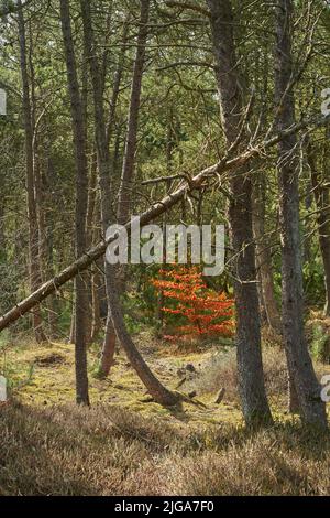 Déforestation de branches de sapin, de cèdre ou de pin dans des bois tranquilles en Allemagne. Sécher les arbres d'automne dans une prairie de conifères éloignée. Nature environnementale Banque D'Images