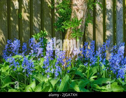 Vue sur le paysage des fleurs bluebell communes qui poussent et fleurissent sur des tiges vertes dans une cour privée ou un jardin isolé. Détail texturé de Banque D'Images