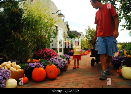 Un père et une fille passent la journée à cueillir des citrouilles d'automne dans une ferme en bord de route à l'automne en Nouvelle-Angleterre en octobre avant Halloween Banque D'Images