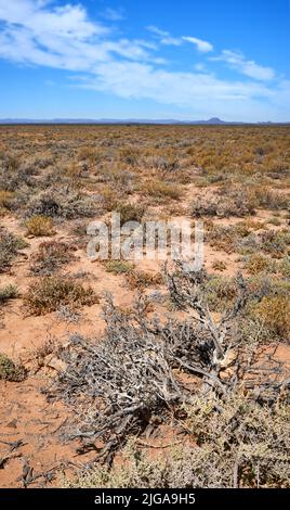 Une savane chaude avec des plantes séchées, un jour ensoleillé en Afrique du Sud. Un paysage africain vide de hautes terres arides avec des prairies vertes sèches, des arbustes, des buissons Banque D'Images