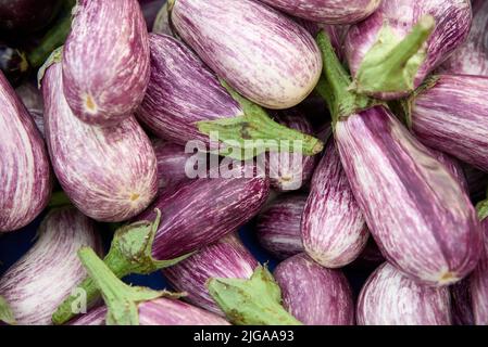 aubergines à rayures. Aubergine au graffiti violet Banque D'Images