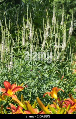 Racine de foies, Veronicastrum virginicum Album, jardin, Daylilies, Veronicastrum virginicum blanc Banque D'Images