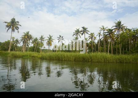 Les eaux de fond du Kerala, en Inde. Palmiers à noix de coco en arrière-plan. Banque D'Images