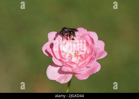 Gros plan de l'abeille Macropolis europaea, famille Melittidae sur une fleur de la rose de la fée (rosa la fée), famille Rosaceae. Été, juillet, jardin hollandais. Banque D'Images